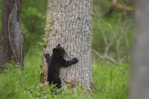 TN, Great Smoky Mts Black bear cub climbing Black Ornate Wood Framed Art Print with Double Matting by Grall, Don