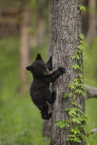 USA, Tennessee Black bear cub climbing tree Black Ornate Wood Framed Art Print with Double Matting by Grall, Don