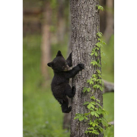 USA, Tennessee Black bear cub climbing tree Black Modern Wood Framed Art Print by Grall, Don