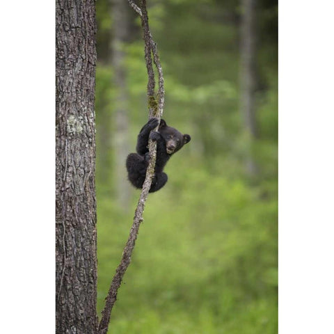 Tennessee Black bear cub playing on tree limb White Modern Wood Framed Art Print by Grall, Don