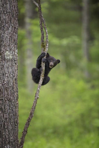 Tennessee Black bear cub playing on tree limb Black Ornate Wood Framed Art Print with Double Matting by Grall, Don