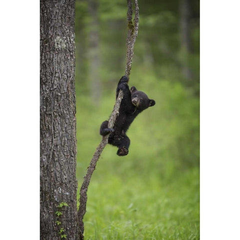 Tennessee Black bear cub playing on tree limb Gold Ornate Wood Framed Art Print with Double Matting by Grall, Don