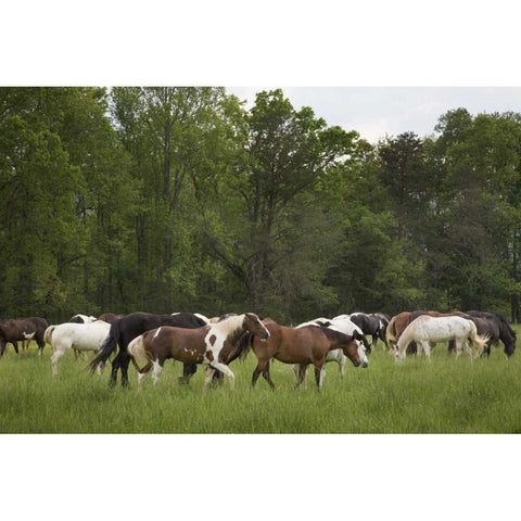 TN, Great Smoky Mts Horses in Cades Cove Black Modern Wood Framed Art Print by Grall, Don