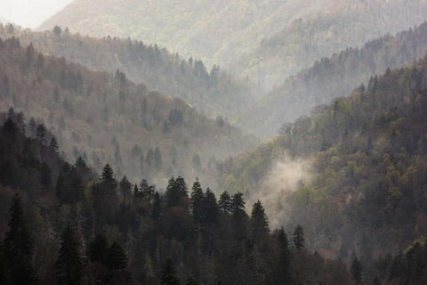 TN, Great Smoky Mts Mist rises in a valley White Modern Wood Framed Art Print with Double Matting by Grall, Don