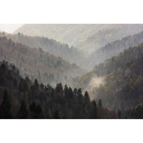 TN, Great Smoky Mts Mist rises in a valley Gold Ornate Wood Framed Art Print with Double Matting by Grall, Don