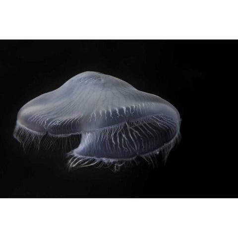 Tennessee, Chattanooga Moon jellyfish Black Modern Wood Framed Art Print with Double Matting by Grall, Don