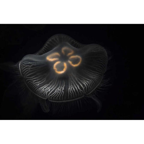 Tennessee, Chattanooga Moon jellyfish Black Modern Wood Framed Art Print by Grall, Don