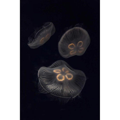 Tennessee, Chattanooga Moon jellyfish Black Modern Wood Framed Art Print by Grall, Don