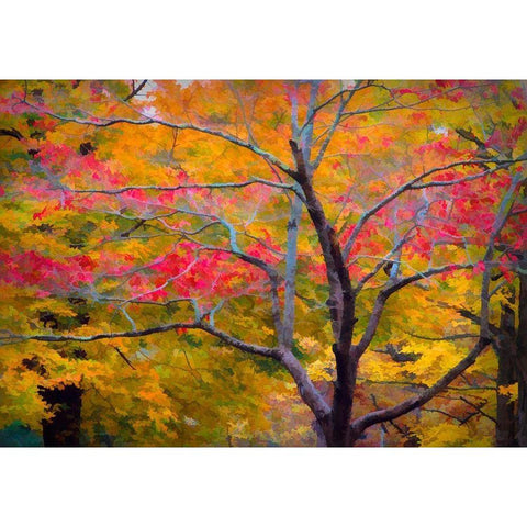 Tennessee Abstract of autumn forest landscape Black Modern Wood Framed Art Print by Jaynes Gallery