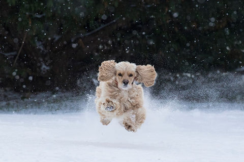 USA- Tennessee. Cocker spaniel running in the snow. Black Ornate Wood Framed Art Print with Double Matting by Jaynes Gallery