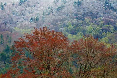 USA- Tennessee. Great Smoky Mountains National Park with late springtime snow Black Ornate Wood Framed Art Print with Double Matting by Gulin, Darrell