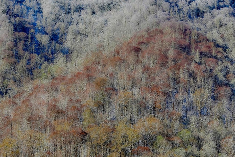 USA- Tennessee. Great Smoky Mountains National Park with late springtime snow Black Ornate Wood Framed Art Print with Double Matting by Gulin, Darrell