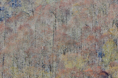 USA- Tennessee. Great Smoky Mountains National Park with late springtime snow Black Ornate Wood Framed Art Print with Double Matting by Gulin, Darrell