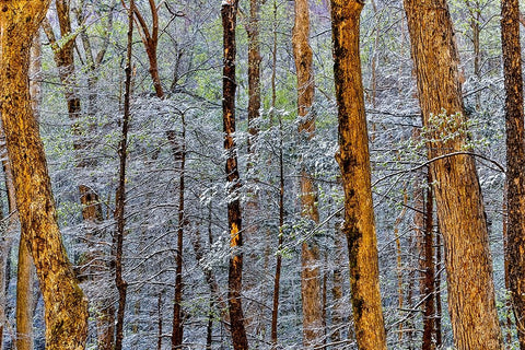 USA- Tennessee. Great Smoky Mountains National Park with late springtime snow Black Ornate Wood Framed Art Print with Double Matting by Gulin, Darrell