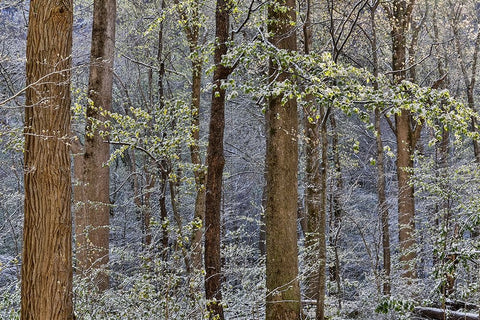 USA- Tennessee. Great Smoky Mountains National Park with late springtime snow Black Ornate Wood Framed Art Print with Double Matting by Gulin, Darrell