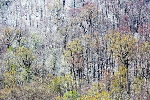 USA- Tennessee. Great Smoky Mountains National Park with late springtime snow Black Ornate Wood Framed Art Print with Double Matting by Gulin, Darrell