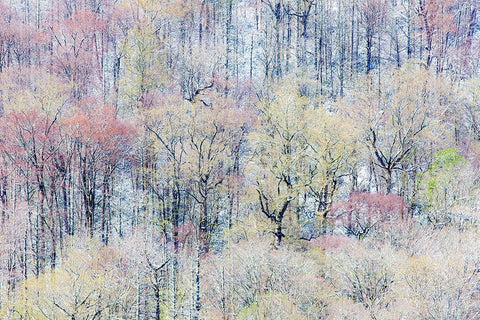 USA- Tennessee. Great Smoky Mountains National Park with late springtime snow Black Ornate Wood Framed Art Print with Double Matting by Gulin, Darrell