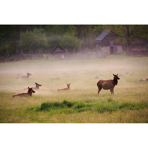 Tennessee Elk in foggy field at Great Smoky Mountains National Park Black Modern Wood Framed Art Print with Double Matting by Wells, Joanne