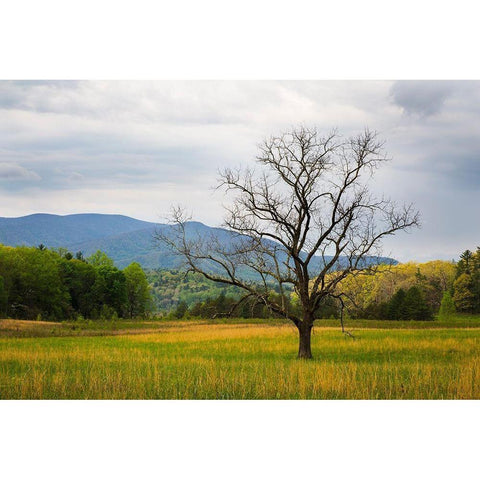 Tennessee Lone tree in field at Cades Cove Gold Ornate Wood Framed Art Print with Double Matting by Wells, Joanne