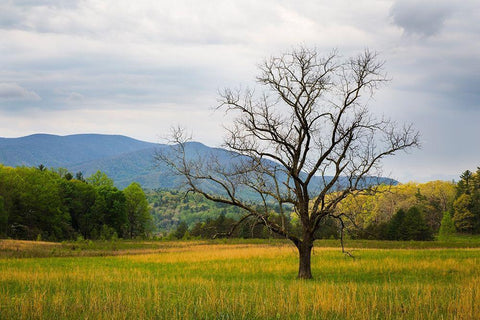 Tennessee Lone tree in field at Cades Cove Black Ornate Wood Framed Art Print with Double Matting by Wells, Joanne
