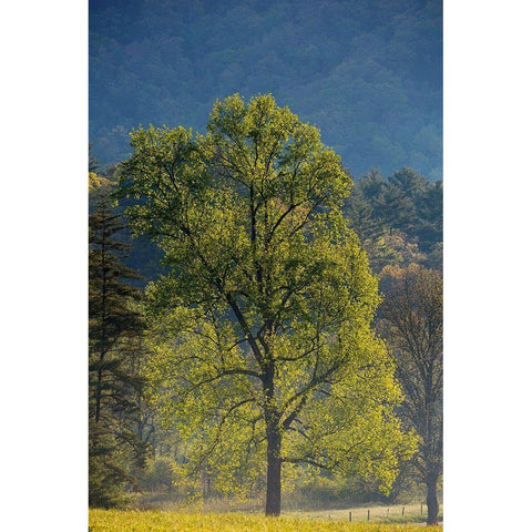 Tennessee Tree in morning light in field at Cades Cove Black Modern Wood Framed Art Print with Double Matting by Wells, Joanne