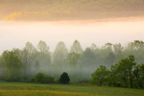 Tennessee Early morning fog in Cades Cove Black Ornate Wood Framed Art Print with Double Matting by Wells, Joanne