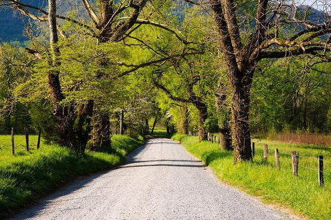 Tennessee-Sparks Lane in the spring at Cades Cove White Modern Wood Framed Art Print with Double Matting by Wells, Joanne
