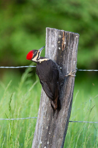Pileated Woodpecker (Dryocopus pileatus)-Great Smoky Mountains National Park-Tennessee White Modern Wood Framed Art Print with Double Matting by Day, Richard and Susan
