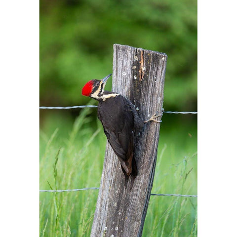 Pileated Woodpecker (Dryocopus pileatus)-Great Smoky Mountains National Park-Tennessee Gold Ornate Wood Framed Art Print with Double Matting by Day, Richard and Susan