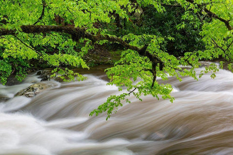 Middle Prong Little River in spring-Great Smoky Mountains National Park-Tennessee White Modern Wood Framed Art Print with Double Matting by Day, Richard and Susan