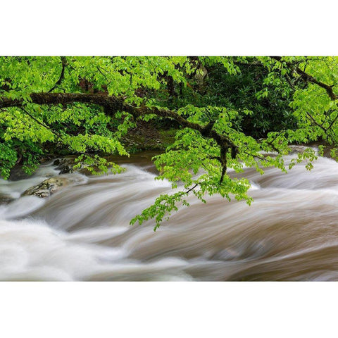 Middle Prong Little River in spring-Great Smoky Mountains National Park-Tennessee White Modern Wood Framed Art Print by Day, Richard and Susan