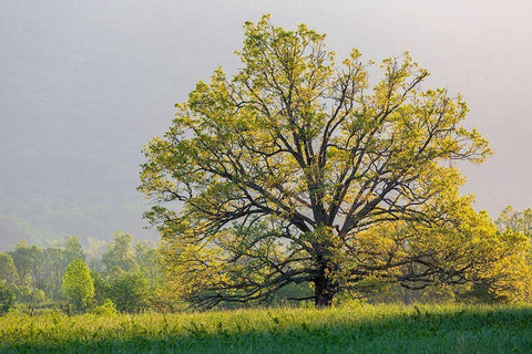 Sunrise in Cades Cove in spring-Great Smoky Mountains National Park-Tennessee Black Ornate Wood Framed Art Print with Double Matting by Day, Richard and Susan