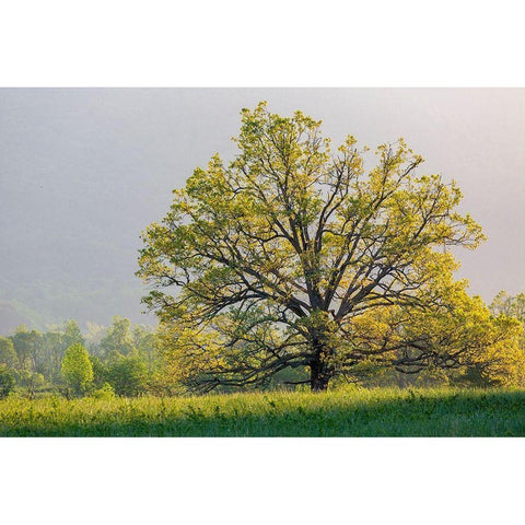 Sunrise in Cades Cove in spring-Great Smoky Mountains National Park-Tennessee Black Modern Wood Framed Art Print by Day, Richard and Susan