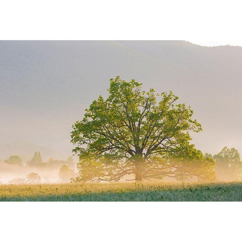 Sunrise and fog Cades Cove-Great Smoky Mountains National Park-Tennessee White Modern Wood Framed Art Print by Day, Richard and Susan