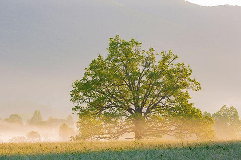 Sunrise and fog Cades Cove-Great Smoky Mountains National Park-Tennessee Black Ornate Wood Framed Art Print with Double Matting by Day, Richard and Susan