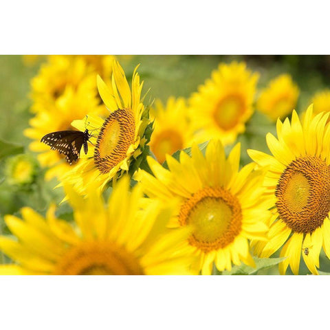 Tennessee TWRA wildlife management area Forks of the River plant 70 acres of sunflowers Black Modern Wood Framed Art Print by Drury, Trish