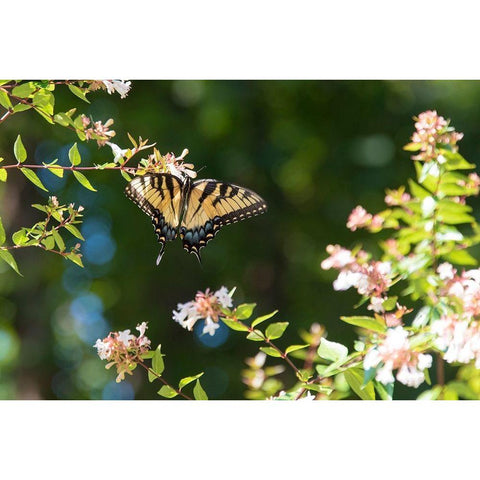 Tennessee Eastern Tiger Swallowtail gathers nectar on glossy abelia flowers Black Modern Wood Framed Art Print with Double Matting by Drury, Trish
