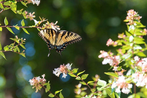 Tennessee Eastern Tiger Swallowtail gathers nectar on glossy abelia flowers Black Ornate Wood Framed Art Print with Double Matting by Drury, Trish