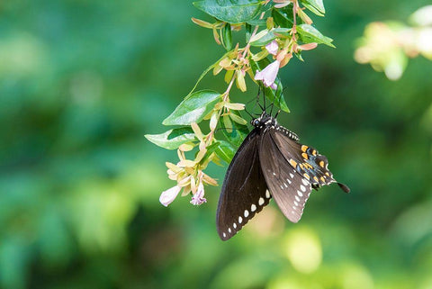 Tennessee Spicebush Swallowtail (Papilio troilus) on glossy abelia White Modern Wood Framed Art Print with Double Matting by Drury, Trish
