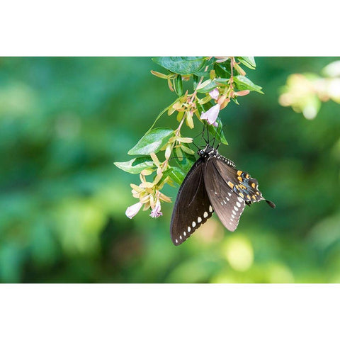 Tennessee Spicebush Swallowtail (Papilio troilus) on glossy abelia Black Modern Wood Framed Art Print by Drury, Trish