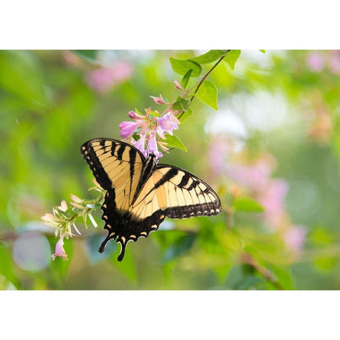 Tennessee Tiger Swallowtail gets nectar from glossy abelia flowers White Modern Wood Framed Art Print by Drury, Trish