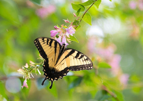 Tennessee Tiger Swallowtail gets nectar from glossy abelia flowers Black Ornate Wood Framed Art Print with Double Matting by Drury, Trish