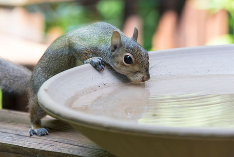 USA-Tennessee Eastern gray squirrel drinks at bird bath reflected in water Black Ornate Wood Framed Art Print with Double Matting by Drury, Trish