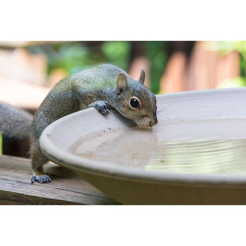 USA-Tennessee Eastern gray squirrel drinks at bird bath reflected in water Black Modern Wood Framed Art Print by Drury, Trish