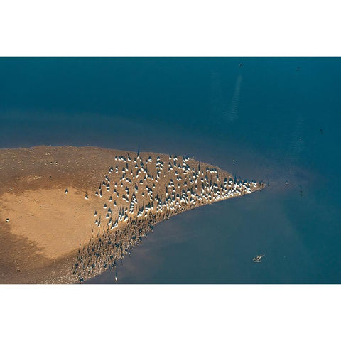 USA-Tennessee White pelicans and cormorants creating patterns Black Modern Wood Framed Art Print by Drury, Trish