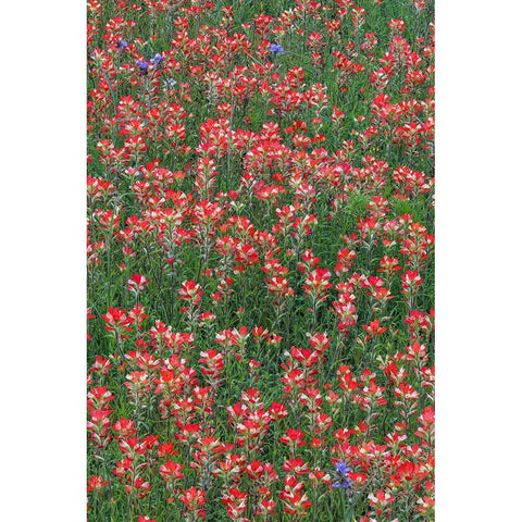 Meadow of red Texas Paintbrush and Purple-head Sneezeweed and Spiderwort flowers Black Modern Wood Framed Art Print with Double Matting by Jones, Adam
