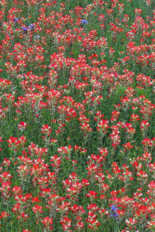 Meadow of red Texas Paintbrush and Purple-head Sneezeweed and Spiderwort flowers White Modern Wood Framed Art Print with Double Matting by Jones, Adam