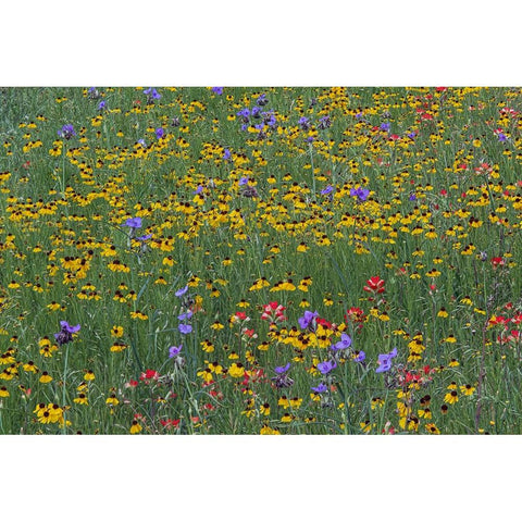Meadow of red Texas Paintbrush and Purple-head Sneezeweed and Spiderwort flowers White Modern Wood Framed Art Print by Jones, Adam