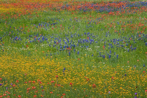 Meadow of red Texas Paintbrush and Purple-head Sneezeweed and bluebonnets Black Ornate Wood Framed Art Print with Double Matting by Jones, Adam