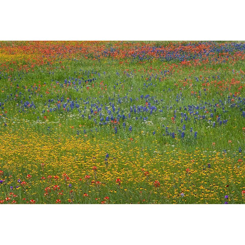 Meadow of red Texas Paintbrush and Purple-head Sneezeweed and bluebonnets Black Modern Wood Framed Art Print by Jones, Adam